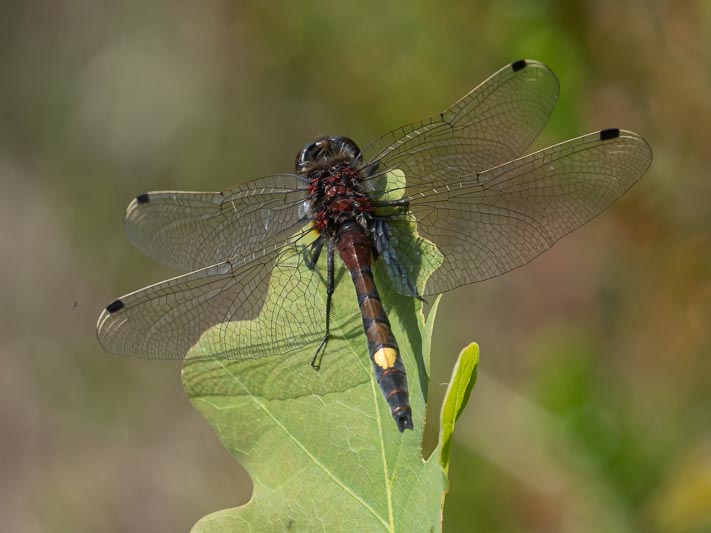 Leucorrhinia pectoralis (Yellow-spotted Whiteface).jpg